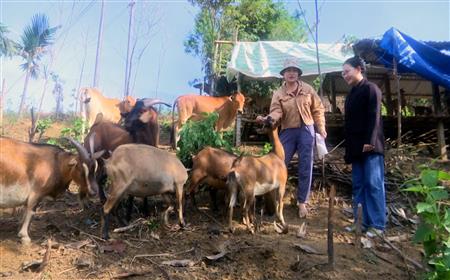 Chủ tịch hội phụ nữ giỏi làm kinh tế